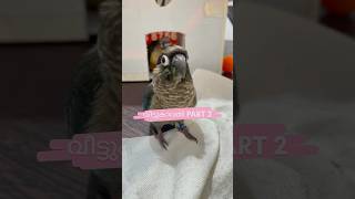 വീട്ടുകാവൽ l Mittu amp Kallu My companion l Parrot Training l Pet Bird Travelling parrottraining [upl. by Dyolf]