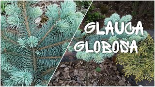 🌺 Ель колючая Глаука Глобоза 🌺 Picea pungens Glauсa Globosa 🌺 [upl. by Prosperus]