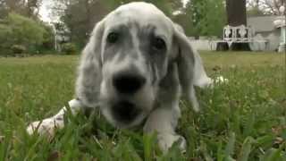 Dog Breeds  English setter Dogs 101 Animal Planet [upl. by Nimajnab]