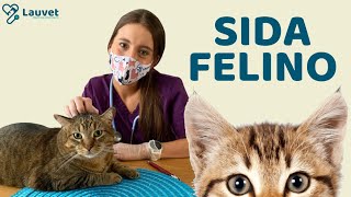 SIDA FELINO  Transmisión Síntomas y Prevención  Lauvet [upl. by Eliza]