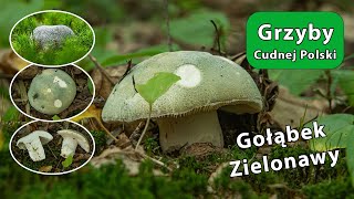 Gołąbek Zielonawy  Russula virescens [upl. by Yartnod]