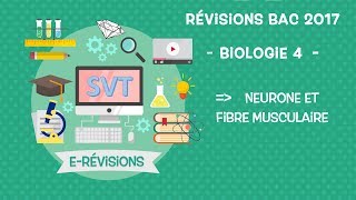 LIVE  Révisions BAC SVT 2017  Neurone et fibre musculaire [upl. by Abbott]