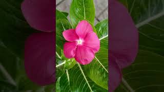 Vinca flower garden plants plants shortsvideo [upl. by Ydner757]