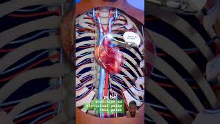 How to pacemaker work facts heartdoctor anatomy cardiachealth cardiovascularhealth science [upl. by Nosrac207]