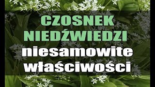 CZOSNEK NIEDŹWIEDZI – niesamowite właściwości [upl. by Ryle]