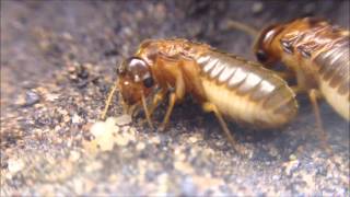 Macrotermes Termites [upl. by Haimrej]