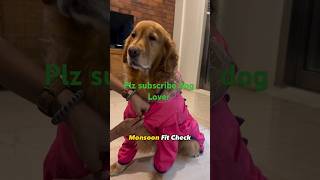 Wah Kitna handsome dog😍🥰dog doglover shorts ytshorts youtubeshorts [upl. by Sybley]