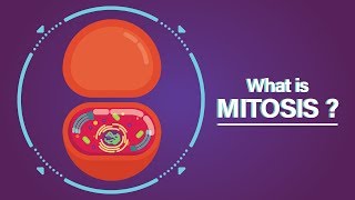 What is Mitosis [upl. by Lower348]