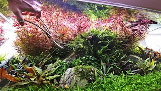 Aquascaper 1200  How to Trim Stem Plants  Tutorial ✂️🤓 [upl. by Lada183]