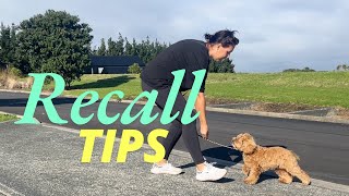 4 Easy Tips to improve your dogs COME command  Recall dog training [upl. by Magbie]