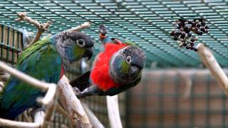 conure perlata  sureau [upl. by Clemens]