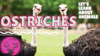 Ostriches for Kids Educational Video About the OstrichESL Listening Lesson  ostrich information [upl. by Ahsinehs161]