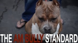 THE AMERICAN BULLY BREED STANDARD [upl. by Moya921]