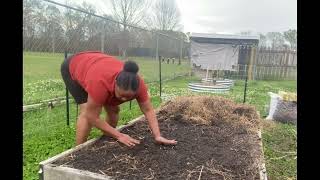 Transplanting the Chard [upl. by Barbara379]