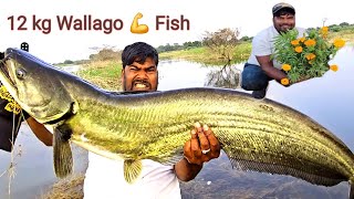 12 kg Big Wallago Pathan Fish catching Video  Traditional Fishing Techniques  Fishing [upl. by Euqirdor]