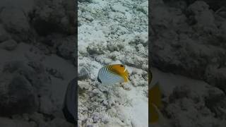 Chaetodon auriga butterflyfish [upl. by Femi]