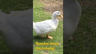 Cute Duck Waddle  Benji The Pekin Duck duckwalk adorableanimals [upl. by Greta278]