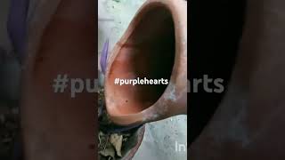 propagation purplehearts garden pakistan plants [upl. by Bonny]