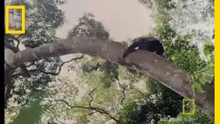 Chimps Hunting in Trees  National Geographic [upl. by Lenahs670]