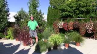 Ornamental Annual Grasses  Part 1 [upl. by Nyvets]