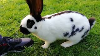 LAPIN GEANT PAPILLON FRANCAIS quotREXquot mâle de 3 mois vient dintégrer notre élevage [upl. by Inahs]