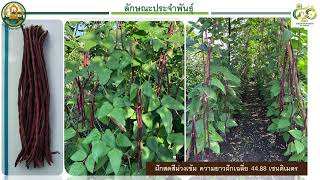 phichit  ถั่วฝักยาวสีม่วงพันธุ์ กวก พิจิตร 1 [upl. by Ahsirt]