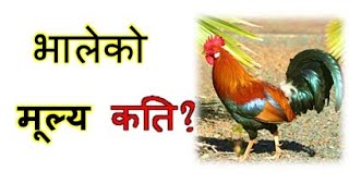 Local chicken price in Nepal abiramagrotech 977 9869795597 machine parts and services [upl. by Eesdnyl253]