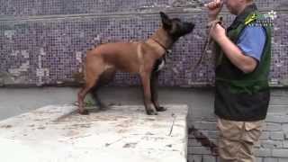 Dog training How to teach commands Sit Down and Stand [upl. by Gorga]