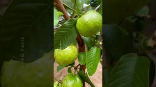 How to Grow Guava at Home Using Unique Technique plants shorts farming [upl. by Sugden269]