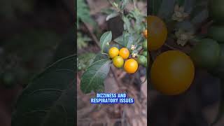 Solanum dhipyllum solanum fruit shorts gardening [upl. by Eniamart]