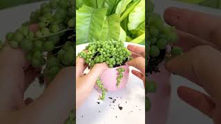 Succulent DIY Ideas  Ý tưởng trang trí sen đá 多肉植物 다육이들 Suculentas [upl. by Hilly318]