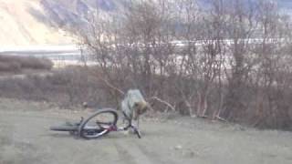 Wolf Chewing my Bike in Denali National Park [upl. by Anoj419]