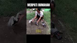 Merpati rumahan tinggi turun merpati merpatitinggi [upl. by Esereht640]