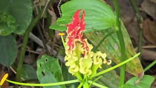 Prolonged flowering of Gloriosa superba close to Botany department of Goa University Nov 4 2024 [upl. by Leikeze]