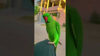 Tropical Birds with Names and Sounds in 4Kshort [upl. by Ivar384]