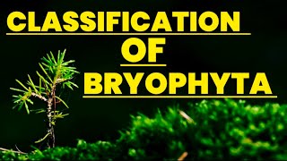 Classification of bryophyta Biology  Educational info [upl. by Irrol]