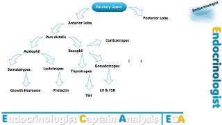 Hormones produced by the pituitary gland هرمونات الغدة النخامية [upl. by Stoneman]