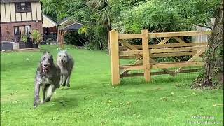 Duffy amp Domhnall playing chase  Wolvebrigg Irish Wolfhounds [upl. by Koslo]