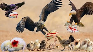 Eagle Attack on My Chicks 😭😱Aseel Hira chicksEagle🦅Crow🐦‍⬛Attack chickspets care [upl. by Usanis]