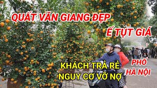 Nguy Cơ Vỡ Nợ Buôn QUẤT TẾT Chủ Vườn Khóc Thét QUẤT Đẹp Giá Tụt Dốc Vẫn Ế Nhiều  Nhịp sống Ford [upl. by Aihsekat173]