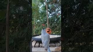 A Titmouse tests a Cardinal 🐦 backyardbirds [upl. by Premer]