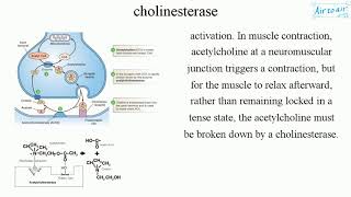 cholinesterase [upl. by Ulphia938]