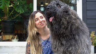 Grooming a Bouvier des Flandres  Werebear Bison Style [upl. by Annaert967]