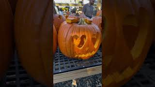 Pumpkin patch 🎃Anihayoutubeshorts shorts youtube usa pumpkin cravings usateluguvlogs [upl. by Akered]