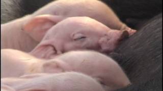 Baby Piglets  Stitching Up Hog Cut  Bottle Feeding Pig [upl. by Lunneta133]