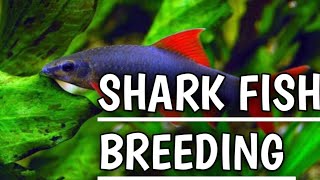 Rainbow shark fish breeding  How to breed rainbow shark [upl. by Yrennalf]