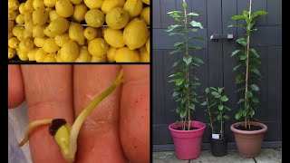 Faire pousser un citronnier à partir de graines de citron  Growing lemon tree from seeds [upl. by Nicolina653]