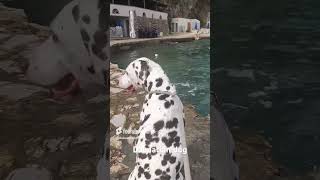 Our cute Dalmatian dog Hope on Island Elba elba italy dalmatian dalmatiannation doglover [upl. by Roche]