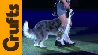 Heelwork to Music  Freestyle International  1st Place  Crufts 2012 [upl. by Mayworm204]