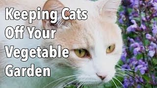 Keeping Cats Off Your Vegetable Garden [upl. by Bevis357]